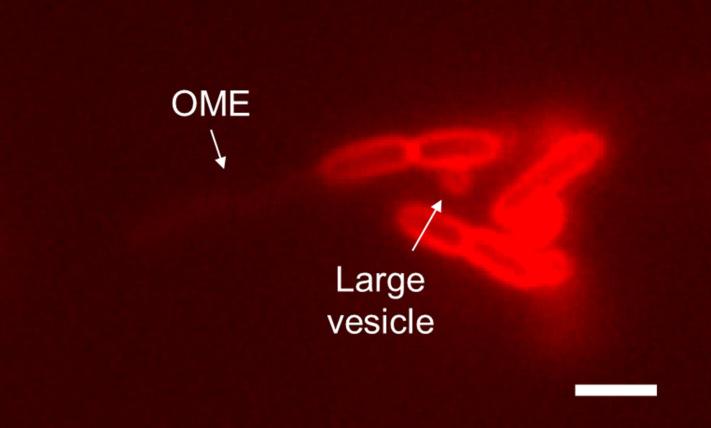 https://cdn.ncbi.nlm.nih.gov/pmc/blobs/031f/8687657/c7658dc038ea/elife-60049-fig2-figsupp3.jpg