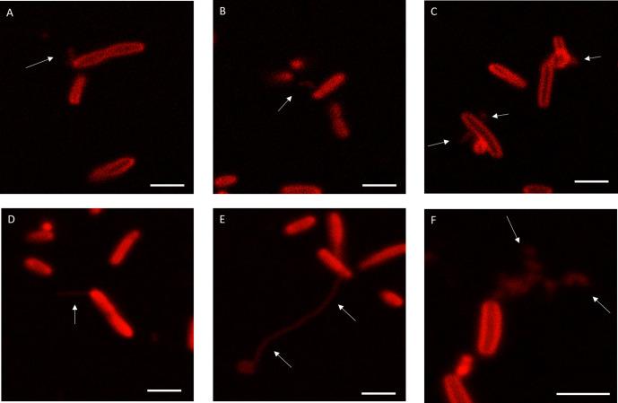 https://cdn.ncbi.nlm.nih.gov/pmc/blobs/031f/8687657/e1ffff38636b/elife-60049-fig4-figsupp1.jpg