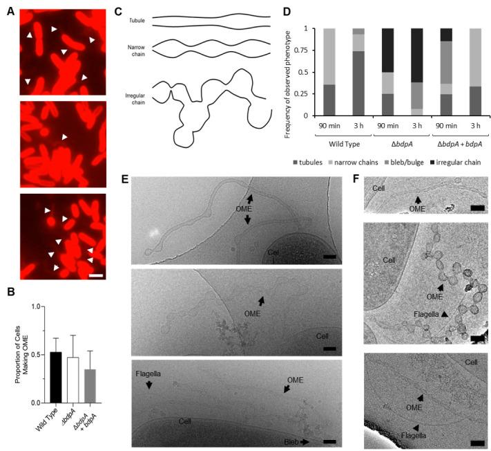 https://cdn.ncbi.nlm.nih.gov/pmc/blobs/031f/8687657/ed7a7ccdb949/elife-60049-fig3.jpg