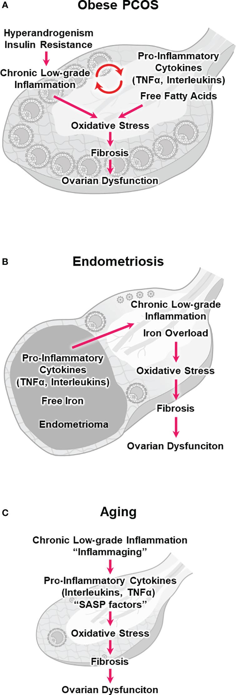 https://cdn.ncbi.nlm.nih.gov/pmc/blobs/0321/10773729/c8078fcc5de8/fendo-14-1324429-g001.jpg