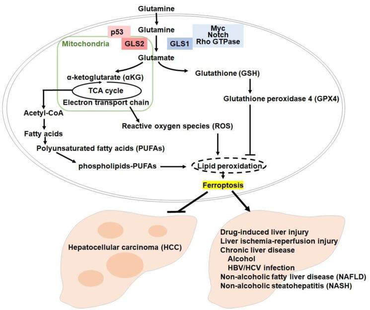 https://cdn.ncbi.nlm.nih.gov/pmc/blobs/0323/10588662/c26969ab2879/oncotarget-14-28526-g001.jpg