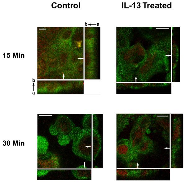 https://cdn.ncbi.nlm.nih.gov/pmc/blobs/032a/1976612/f671efdd8db9/1465-9921-8-51-5.jpg