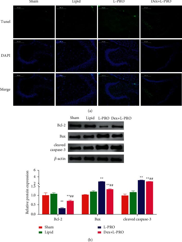 https://cdn.ncbi.nlm.nih.gov/pmc/blobs/032a/9173978/43a279e271c0/ECAM2022-9543459.004.jpg