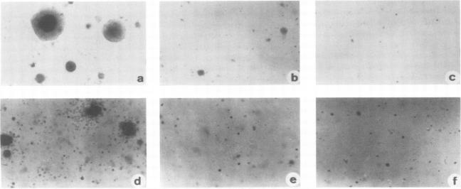 https://cdn.ncbi.nlm.nih.gov/pmc/blobs/032b/253129/f413699932f8/jvirol00083-0130-a.jpg