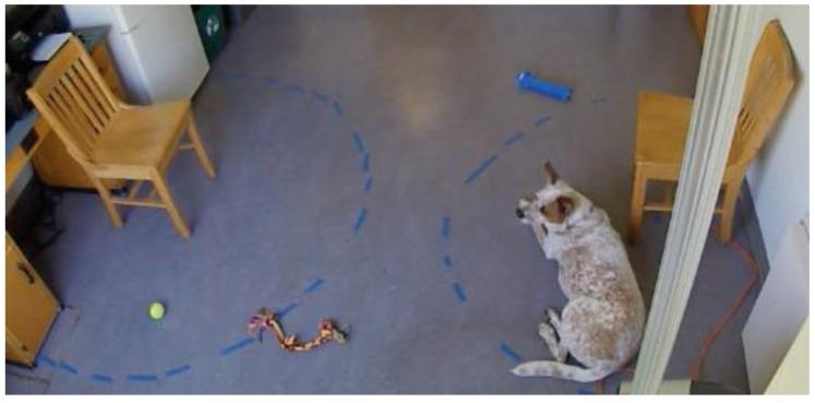 https://cdn.ncbi.nlm.nih.gov/pmc/blobs/0335/7023214/b25d58d0270b/animals-10-00067-g001.jpg