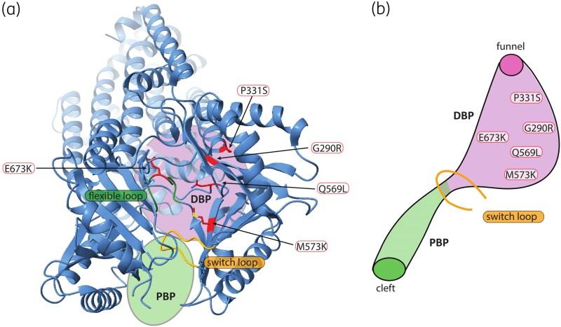 https://cdn.ncbi.nlm.nih.gov/pmc/blobs/0339/12314485/d8bbc46517e0/dlaf137f2.jpg