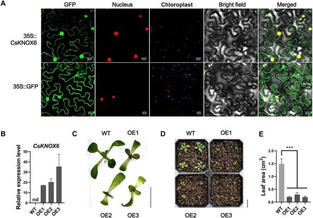 https://cdn.ncbi.nlm.nih.gov/pmc/blobs/033c/12015473/670bef94eeba/uhaf051f6.jpg