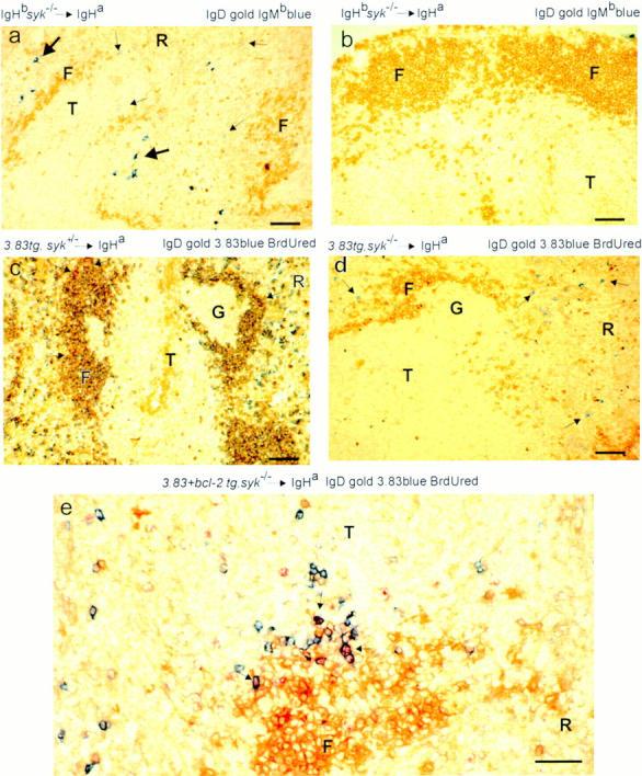 https://cdn.ncbi.nlm.nih.gov/pmc/blobs/033e/2199169/3d6471d5b3c2/JEM.971758f2.jpg