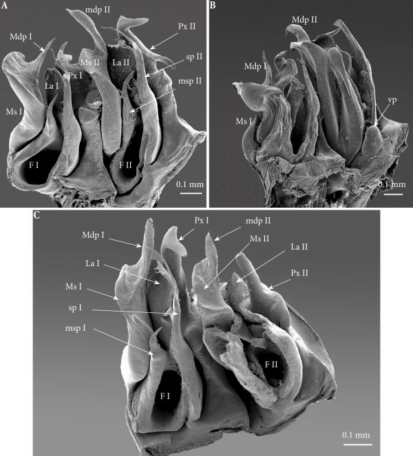 https://cdn.ncbi.nlm.nih.gov/pmc/blobs/0340/3903558/0e4e5ac53c7d/1742-9994-11-6-9.jpg