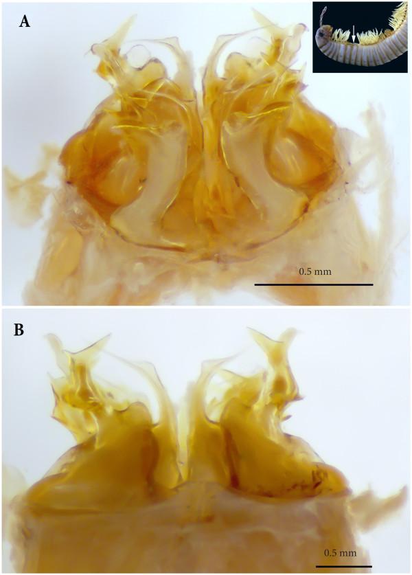 https://cdn.ncbi.nlm.nih.gov/pmc/blobs/0340/3903558/92980984d1a1/1742-9994-11-6-6.jpg