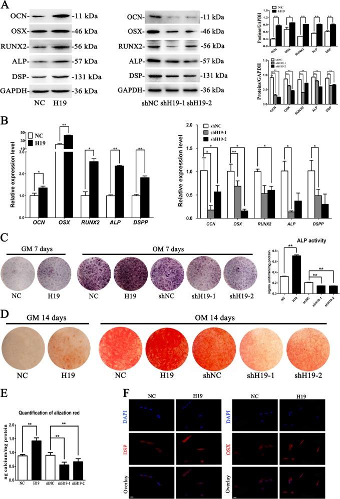 https://cdn.ncbi.nlm.nih.gov/pmc/blobs/0342/6372621/14b1160345c7/41419_2019_1337_Fig2_HTML.jpg