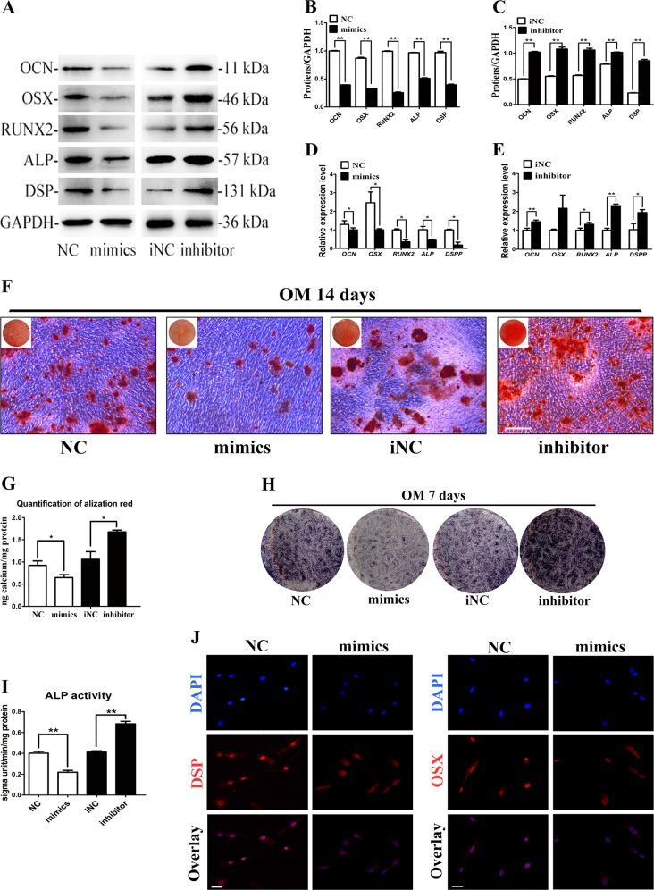 https://cdn.ncbi.nlm.nih.gov/pmc/blobs/0342/6372621/27bc2b0cec16/41419_2019_1337_Fig5_HTML.jpg