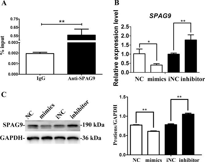 https://cdn.ncbi.nlm.nih.gov/pmc/blobs/0342/6372621/28808bf962a9/41419_2019_1337_Fig6_HTML.jpg