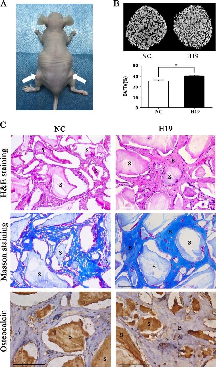 https://cdn.ncbi.nlm.nih.gov/pmc/blobs/0342/6372621/c170cdf0a3e2/41419_2019_1337_Fig3_HTML.jpg