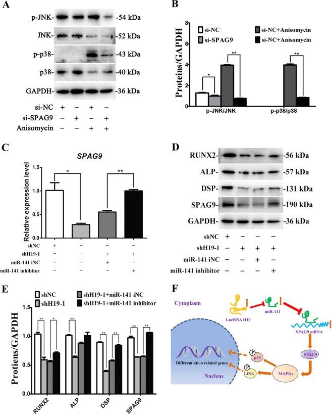 https://cdn.ncbi.nlm.nih.gov/pmc/blobs/0342/6372621/dff2b66981f6/41419_2019_1337_Fig7_HTML.jpg