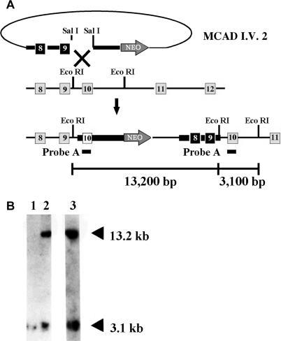 https://cdn.ncbi.nlm.nih.gov/pmc/blobs/0344/1193530/67b378ac5c88/pgen.0010023.g001.jpg