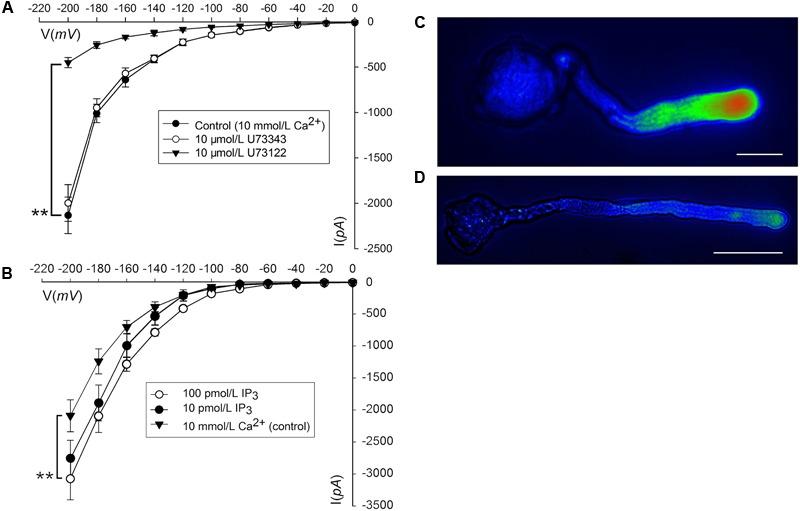 https://cdn.ncbi.nlm.nih.gov/pmc/blobs/0344/5498517/a84f8c5cd702/fpls-08-01164-g003.jpg