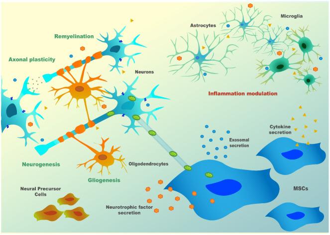https://cdn.ncbi.nlm.nih.gov/pmc/blobs/0347/7573388/1302674b2561/fncel-14-584277-g0002.jpg
