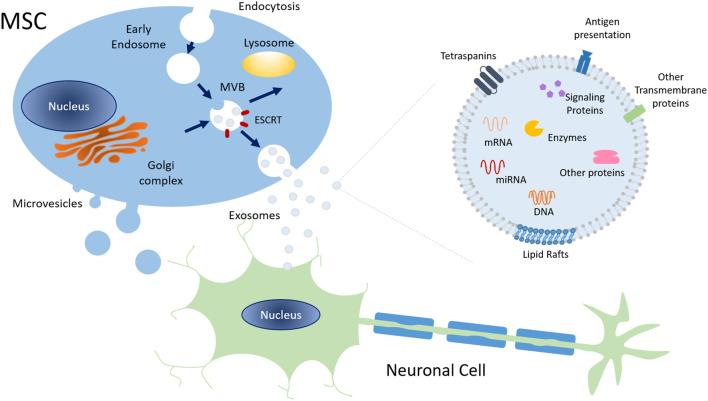 https://cdn.ncbi.nlm.nih.gov/pmc/blobs/0347/7573388/89a33cd46cc9/fncel-14-584277-g0003.jpg