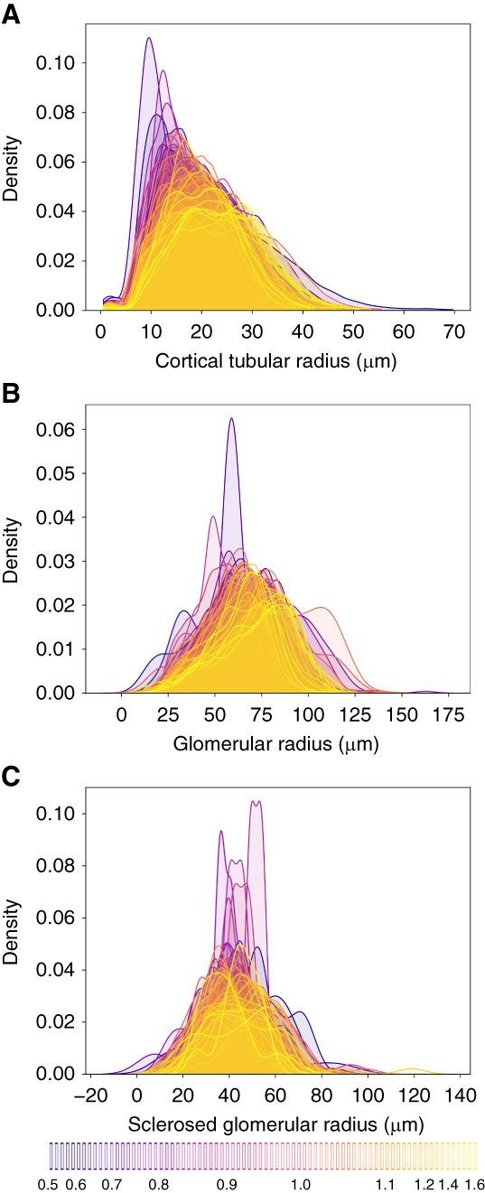 https://cdn.ncbi.nlm.nih.gov/pmc/blobs/0349/10758512/762c7272f29c/kidney360-4-1726-g005.jpg