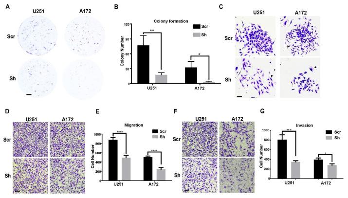 https://cdn.ncbi.nlm.nih.gov/pmc/blobs/0349/9656946/044118ce4734/genes-13-01882-g003.jpg
