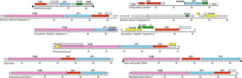 https://cdn.ncbi.nlm.nih.gov/pmc/blobs/034b/8502044/385880d9253b/veaa055f7.jpg