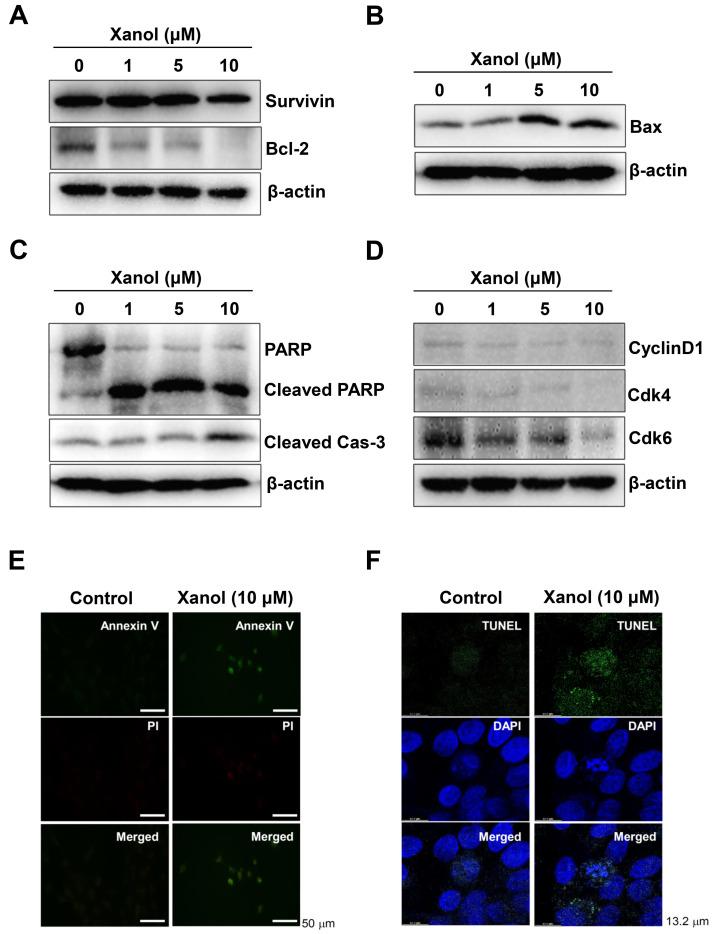 https://cdn.ncbi.nlm.nih.gov/pmc/blobs/034f/10340602/293756d515c2/cells-12-01768-g002a.jpg