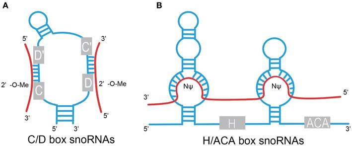 https://cdn.ncbi.nlm.nih.gov/pmc/blobs/034f/6629867/0bc859afba64/fonc-09-00587-g0001.jpg