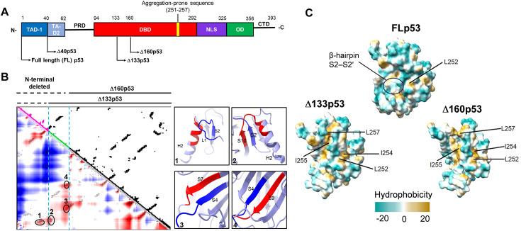 https://cdn.ncbi.nlm.nih.gov/pmc/blobs/0351/12279375/299bace0a137/elife-106469-fig1.jpg