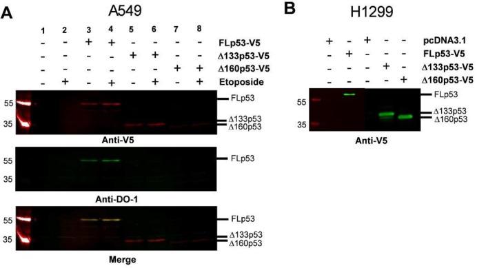 https://cdn.ncbi.nlm.nih.gov/pmc/blobs/0351/12279375/8ba4af6c5675/elife-106469-sa3-fig1.jpg