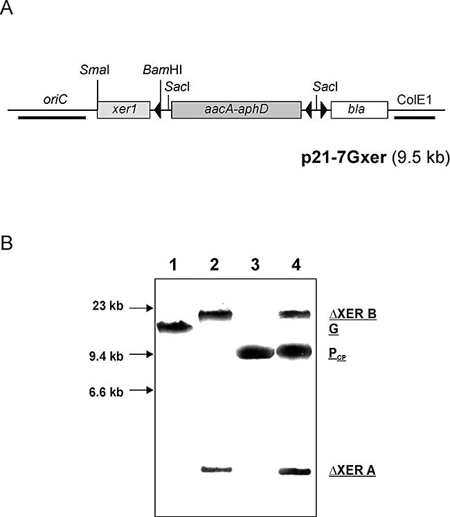 https://cdn.ncbi.nlm.nih.gov/pmc/blobs/0356/2268961/cf8fcef8c247/mmi0067-1196-f6.jpg
