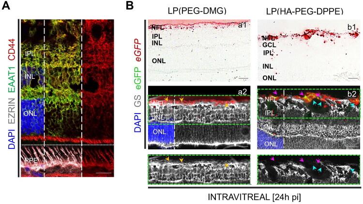 https://cdn.ncbi.nlm.nih.gov/pmc/blobs/0359/12351706/5713b6117ae1/IDRD_A_2544688_F0003_C.jpg