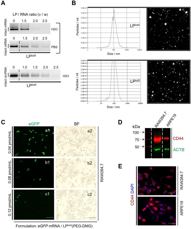 https://cdn.ncbi.nlm.nih.gov/pmc/blobs/0359/12351706/71a4bbc3338f/IDRD_A_2544688_F0001_C.jpg