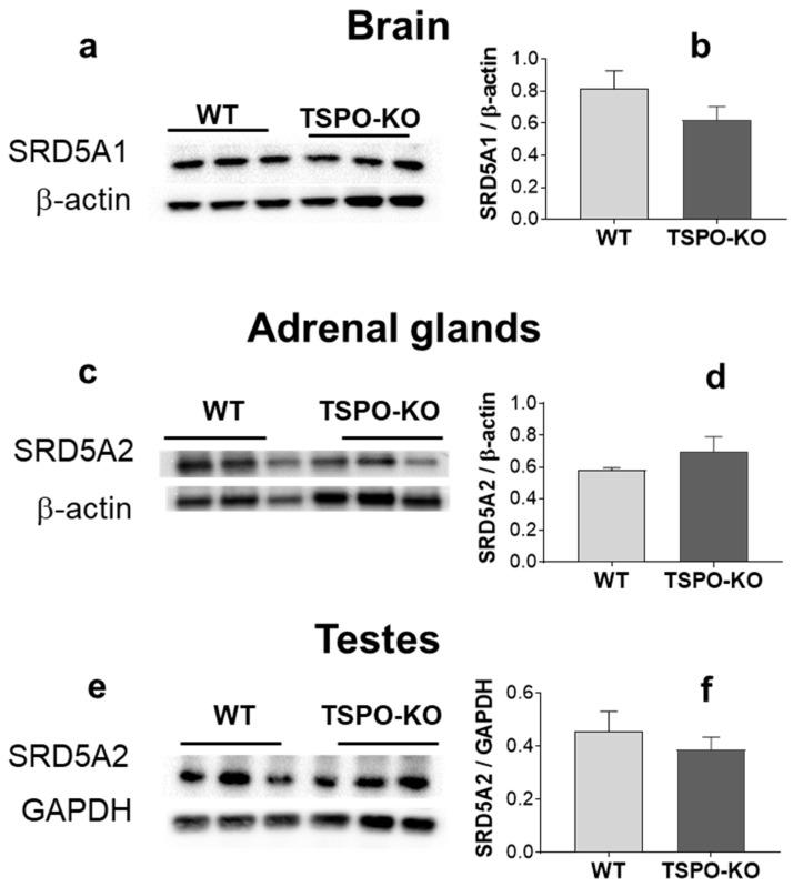 https://cdn.ncbi.nlm.nih.gov/pmc/blobs/0359/9916858/7e0d553752ff/ijms-24-02474-g010.jpg