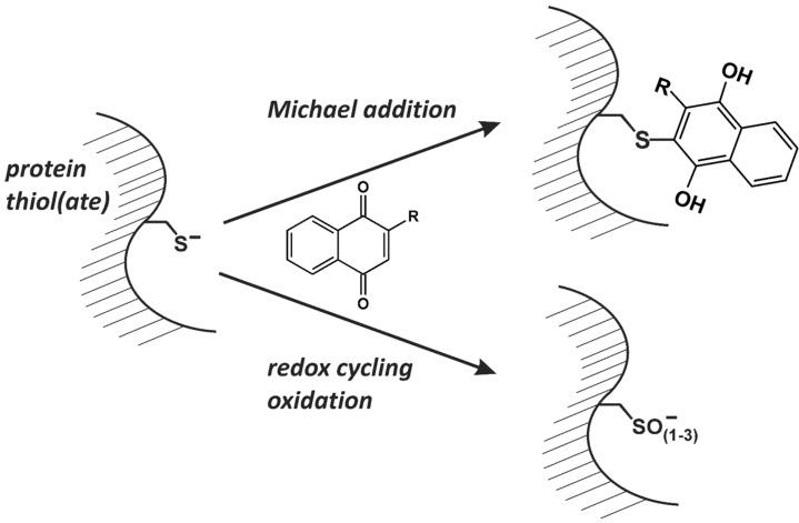 https://cdn.ncbi.nlm.nih.gov/pmc/blobs/035b/6270801/fe8790d10e29/molecules-19-14902-g004.jpg