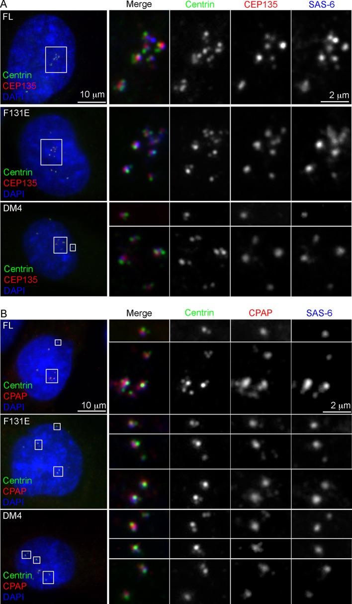 https://cdn.ncbi.nlm.nih.gov/pmc/blobs/035c/4709270/1cb9f984936a/elife-10586-fig2-figsupp1.jpg