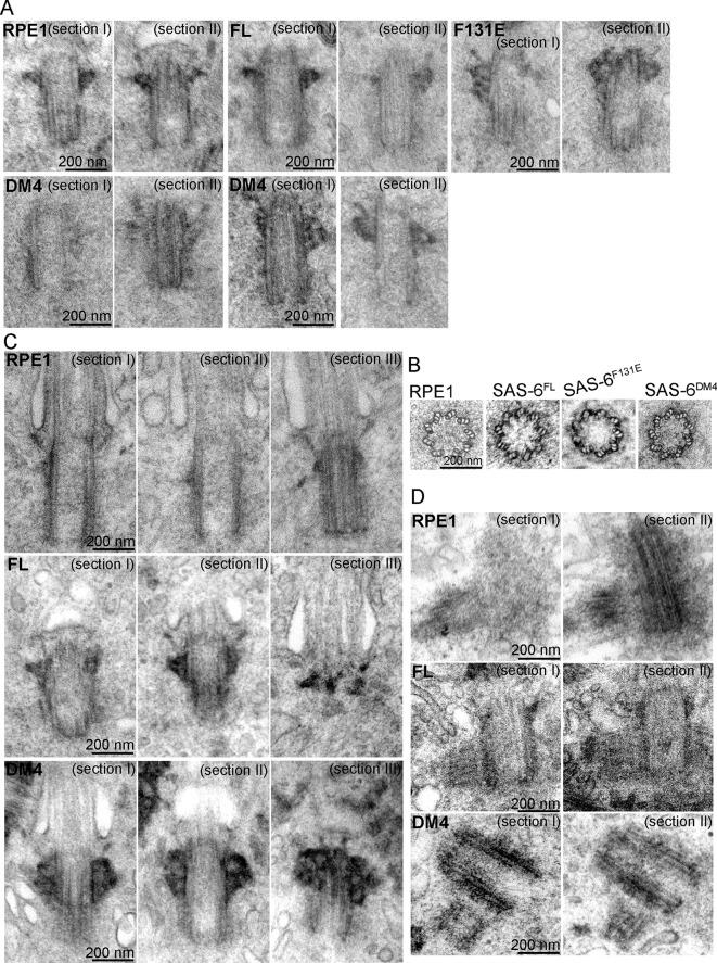 https://cdn.ncbi.nlm.nih.gov/pmc/blobs/035c/4709270/2677668e60d5/elife-10586-fig3.jpg