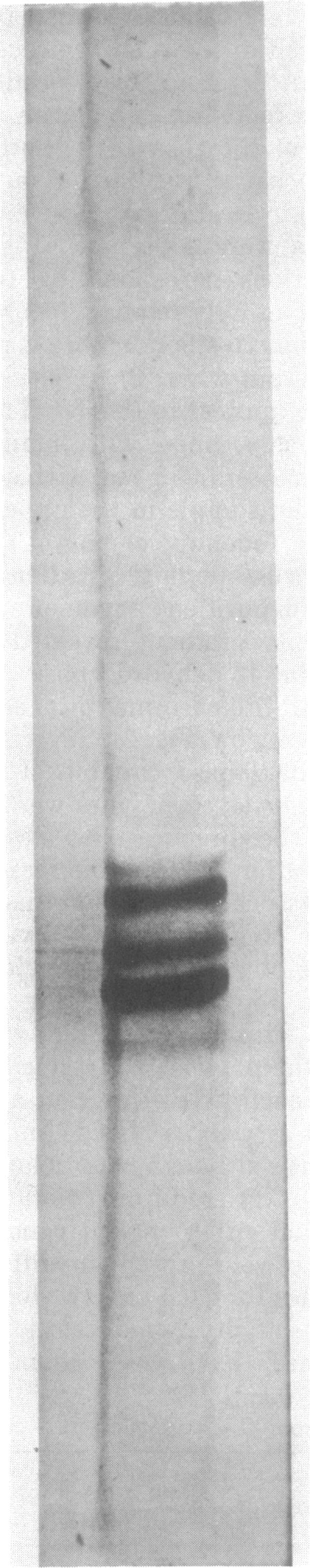 https://cdn.ncbi.nlm.nih.gov/pmc/blobs/035e/233356/18dbf7bd83e2/jbacter00320-0240-a.jpg