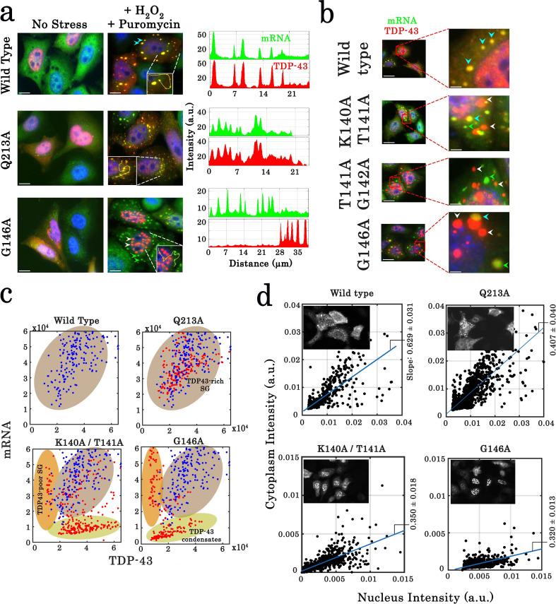 https://cdn.ncbi.nlm.nih.gov/pmc/blobs/035e/8523171/348e6adeed14/elife-67605-fig8.jpg