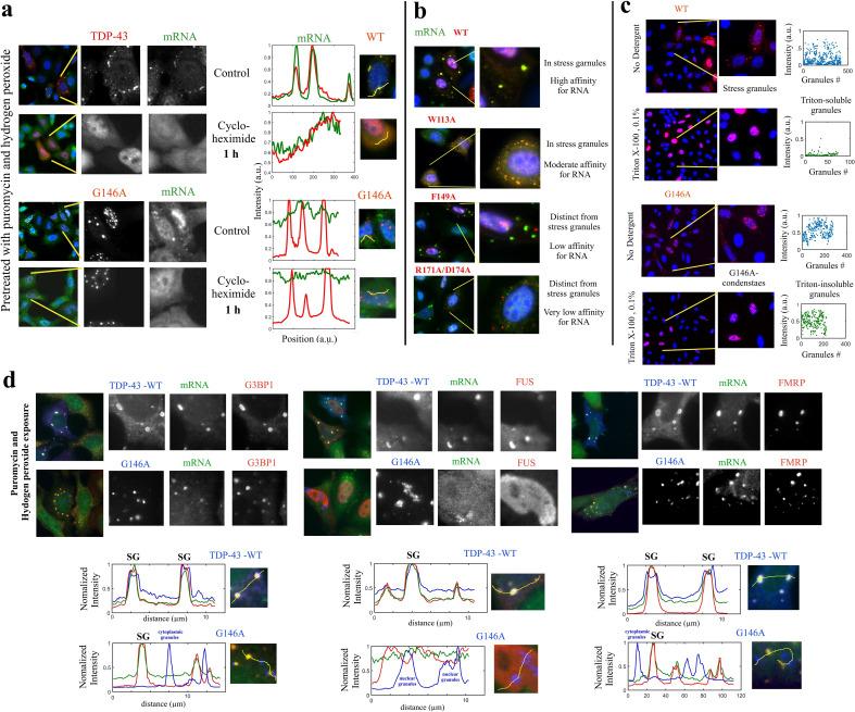 https://cdn.ncbi.nlm.nih.gov/pmc/blobs/035e/8523171/7e0a84ebab51/elife-67605-fig8-figsupp3.jpg