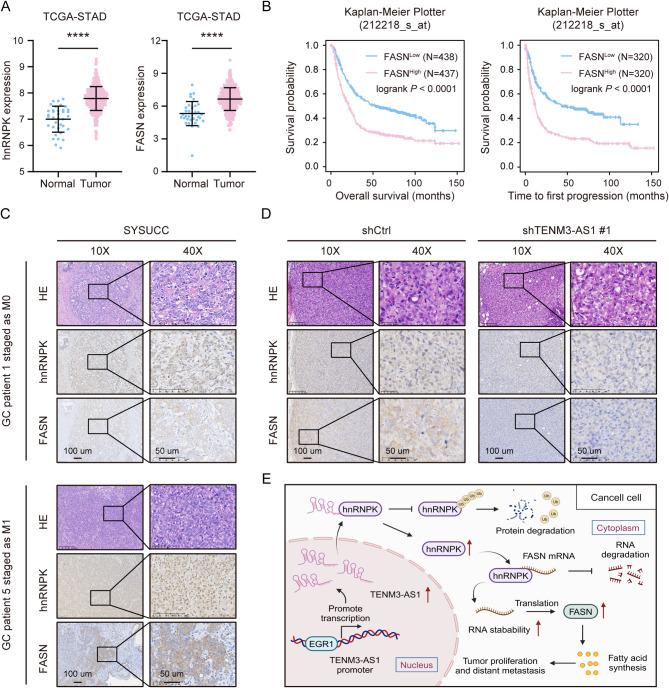 https://cdn.ncbi.nlm.nih.gov/pmc/blobs/0361/12142828/7e7a2c2a1b7e/12943_2025_2341_Fig7_HTML.jpg