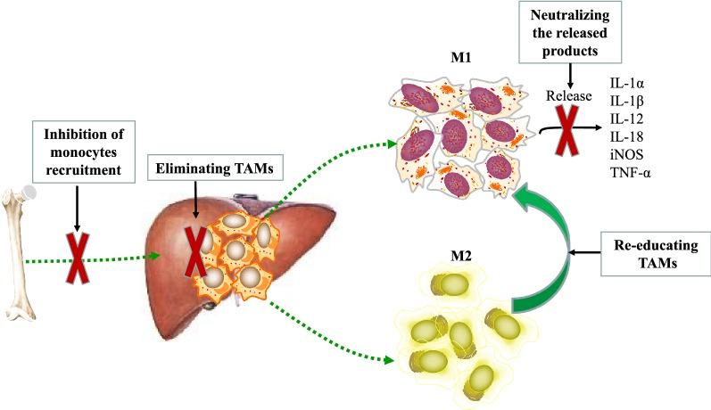 https://cdn.ncbi.nlm.nih.gov/pmc/blobs/0362/6761725/de7d884d3274/13578_2019_342_Fig2_HTML.jpg