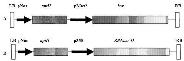 https://cdn.ncbi.nlm.nih.gov/pmc/blobs/0362/7877712/52feb0816ebe/turkjbio-45-79-fig001.jpg