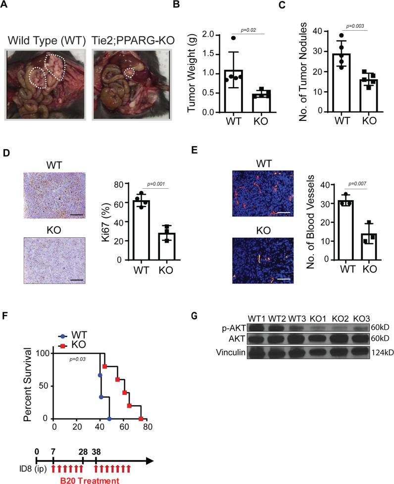 https://cdn.ncbi.nlm.nih.gov/pmc/blobs/0363/10133315/41c971af2e45/41467_2023_36910_Fig4_HTML.jpg
