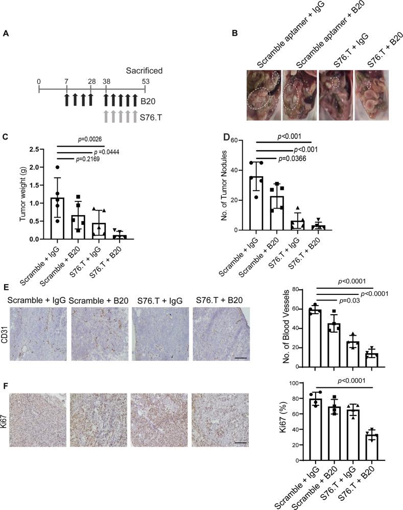 https://cdn.ncbi.nlm.nih.gov/pmc/blobs/0363/10133315/9794e0e26fac/41467_2023_36910_Fig6_HTML.jpg