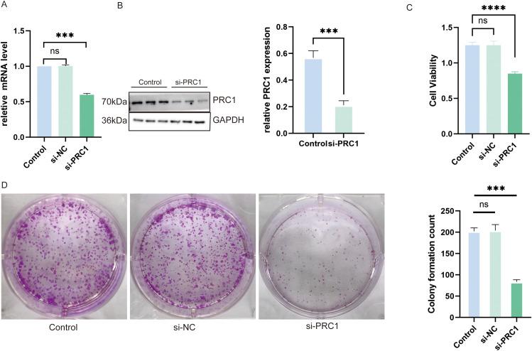 https://cdn.ncbi.nlm.nih.gov/pmc/blobs/0364/12215551/3ca28ac8e1be/OncolRes-33-56176-f012.jpg
