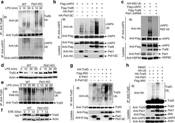 https://cdn.ncbi.nlm.nih.gov/pmc/blobs/0366/3899792/293575ac4801/nihms-440352-f0005.jpg