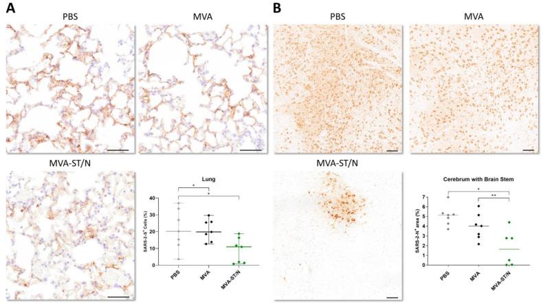 https://cdn.ncbi.nlm.nih.gov/pmc/blobs/0370/10974247/832111f0432c/viruses-16-00417-g007.jpg