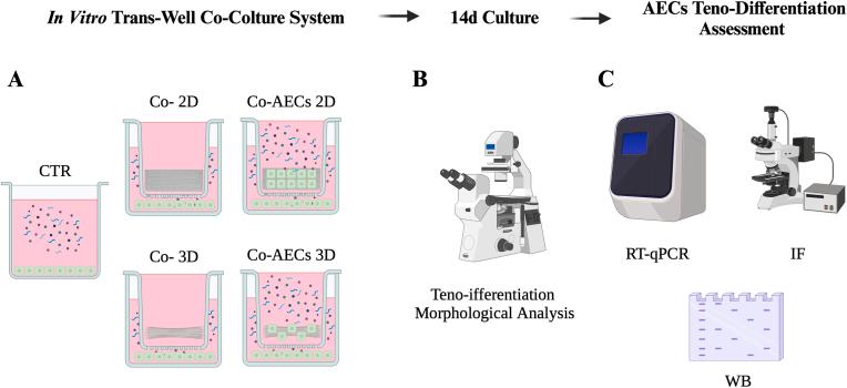 https://cdn.ncbi.nlm.nih.gov/pmc/blobs/0371/10899023/2331521bb35e/gr2.jpg