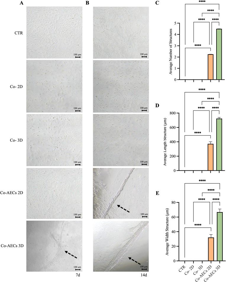 https://cdn.ncbi.nlm.nih.gov/pmc/blobs/0371/10899023/5771c1673f96/gr6.jpg